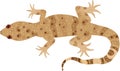 Hemidactylus Turcicus, Turkish gecko